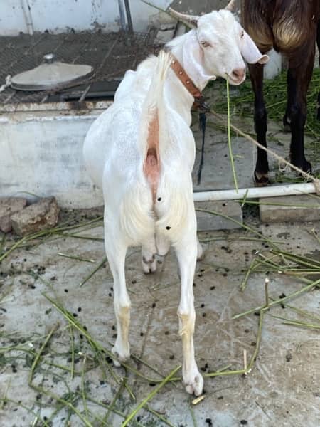 khassi tapra bakra 5