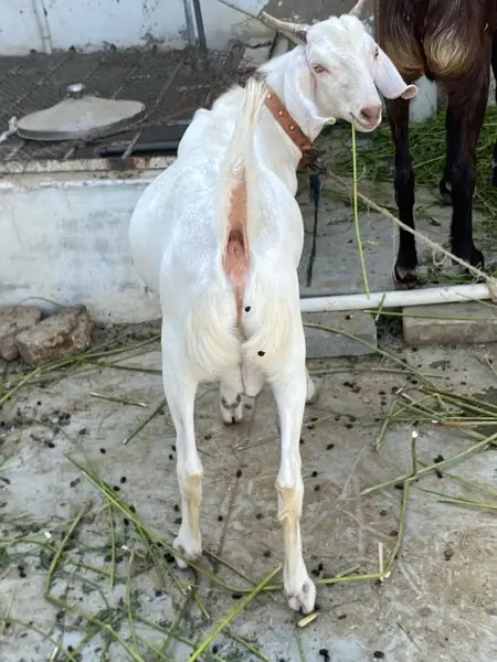 khassi tapra bakra — photo 6