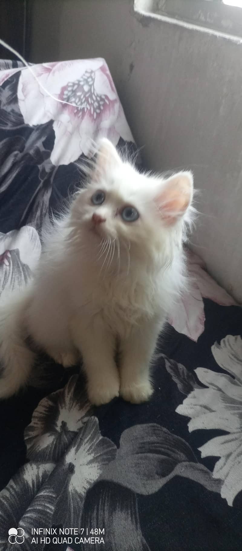 Kittens 0