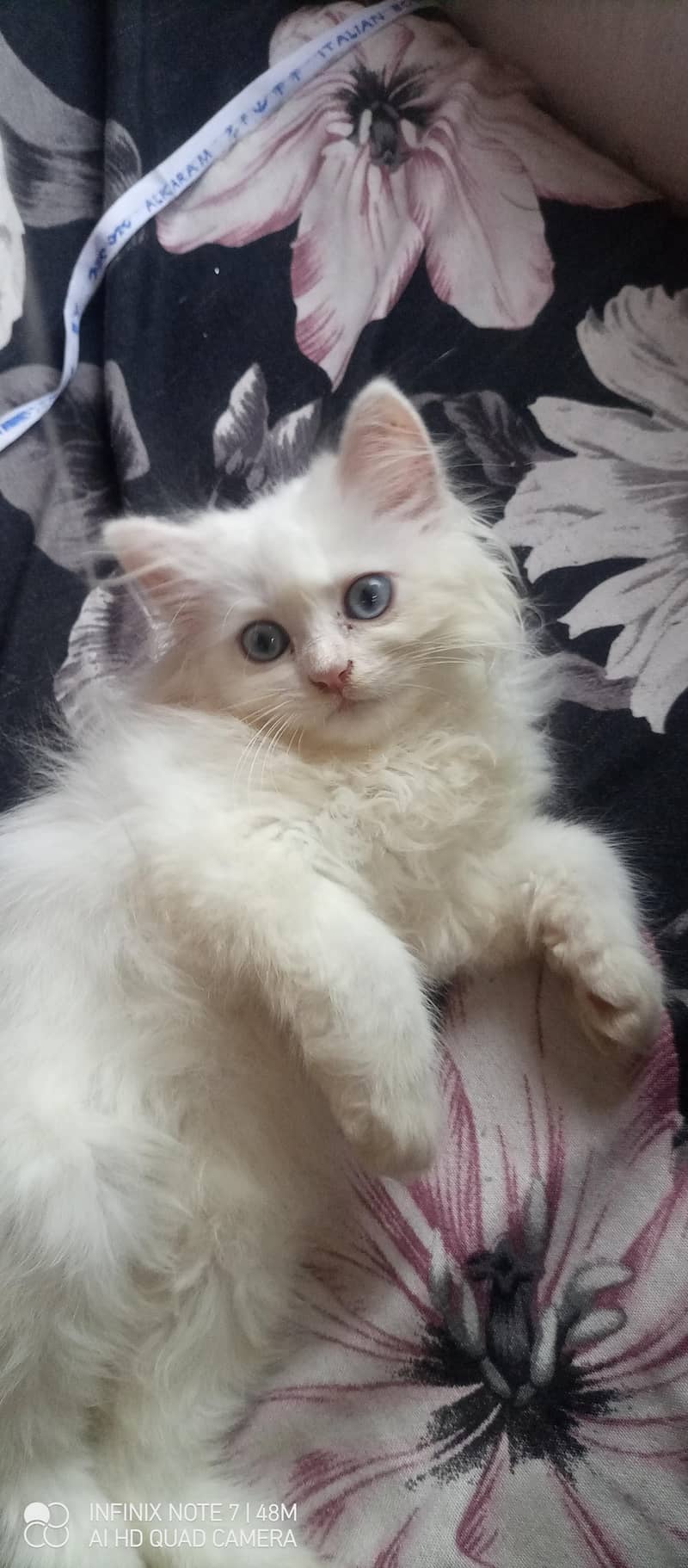 Kittens 1