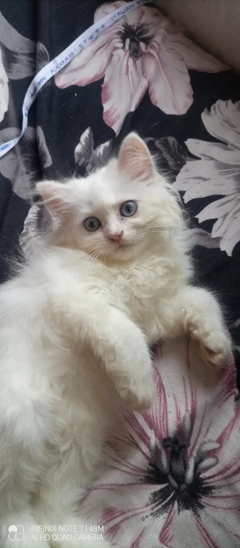 Kittens — photo 2