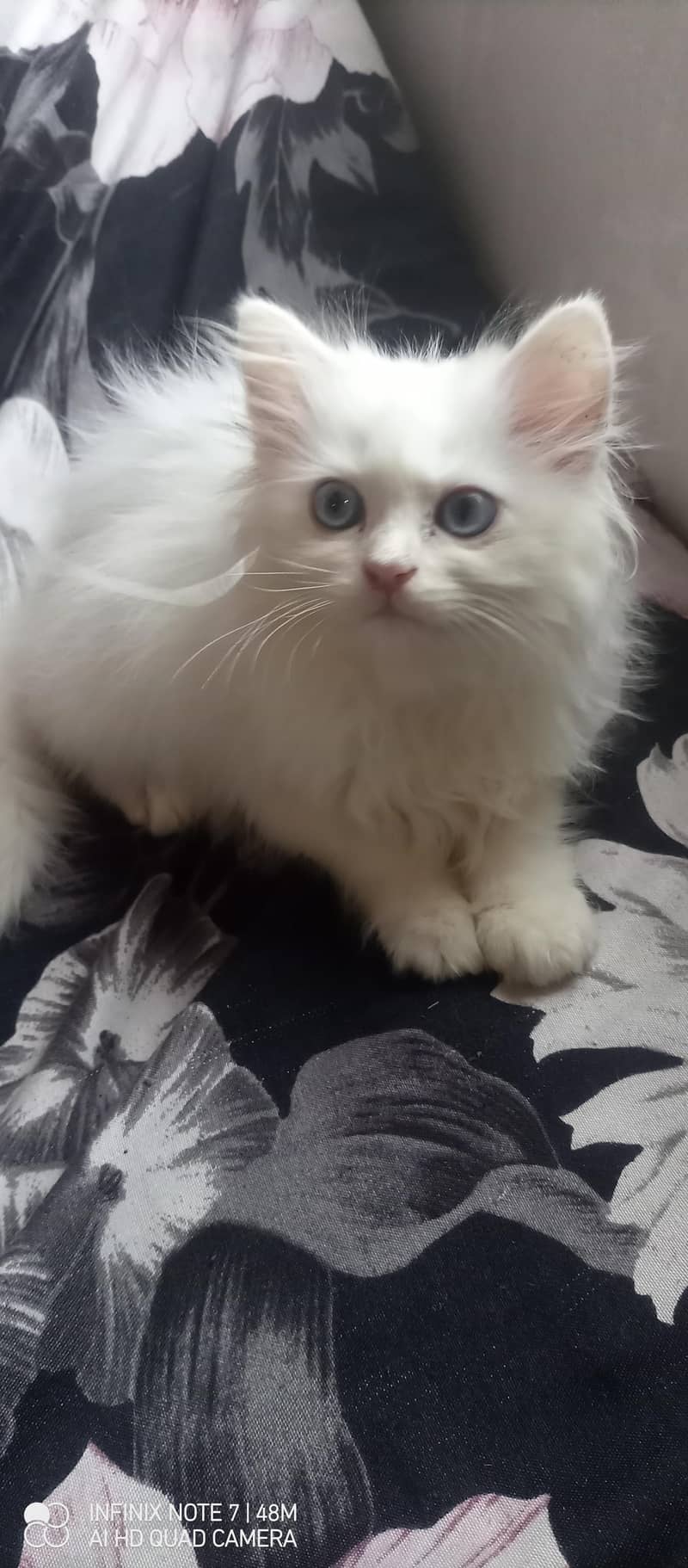 Kittens 2