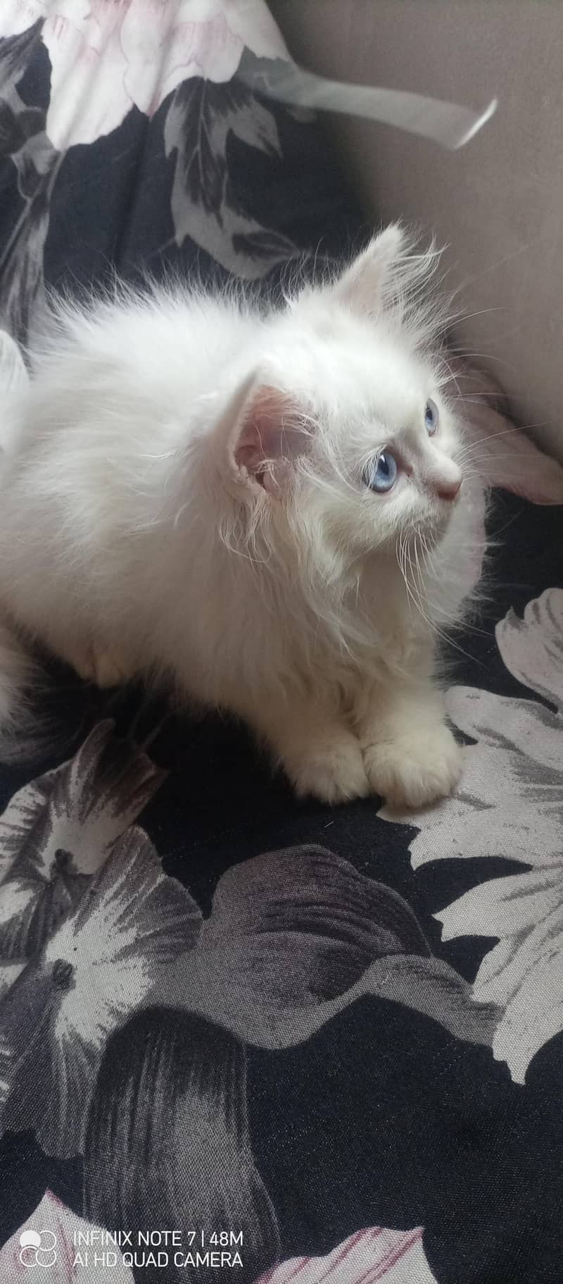 Kittens 3
