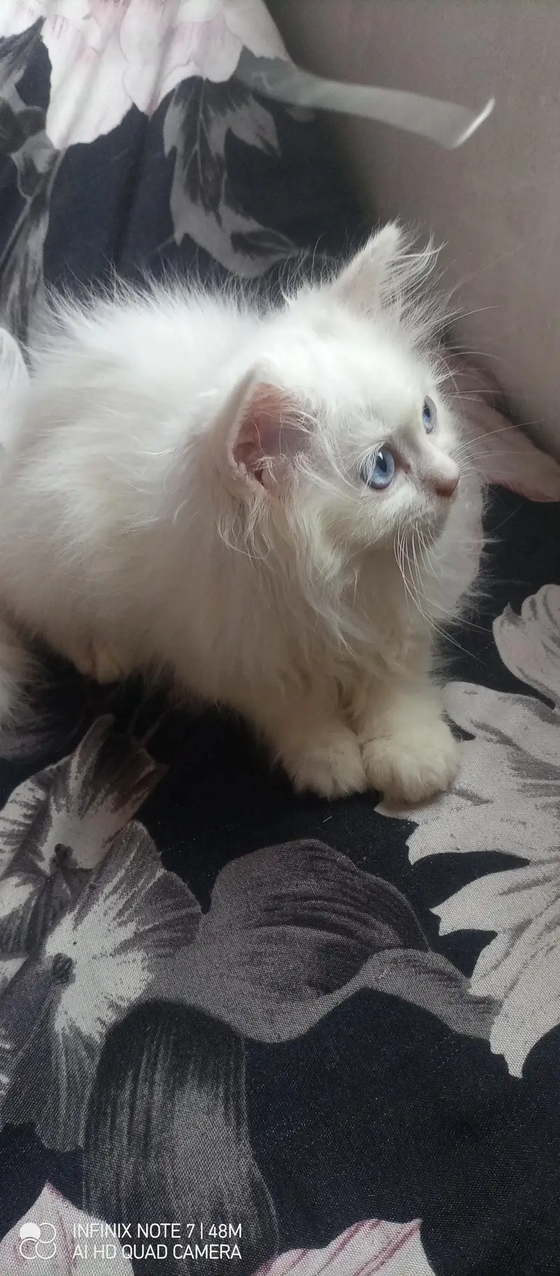 Kittens — photo 4