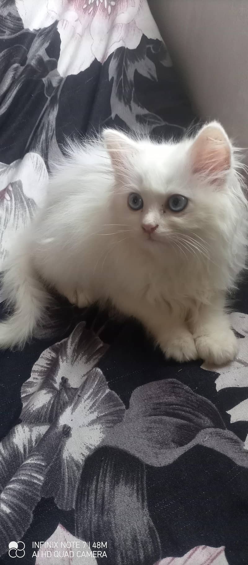 Kittens 4