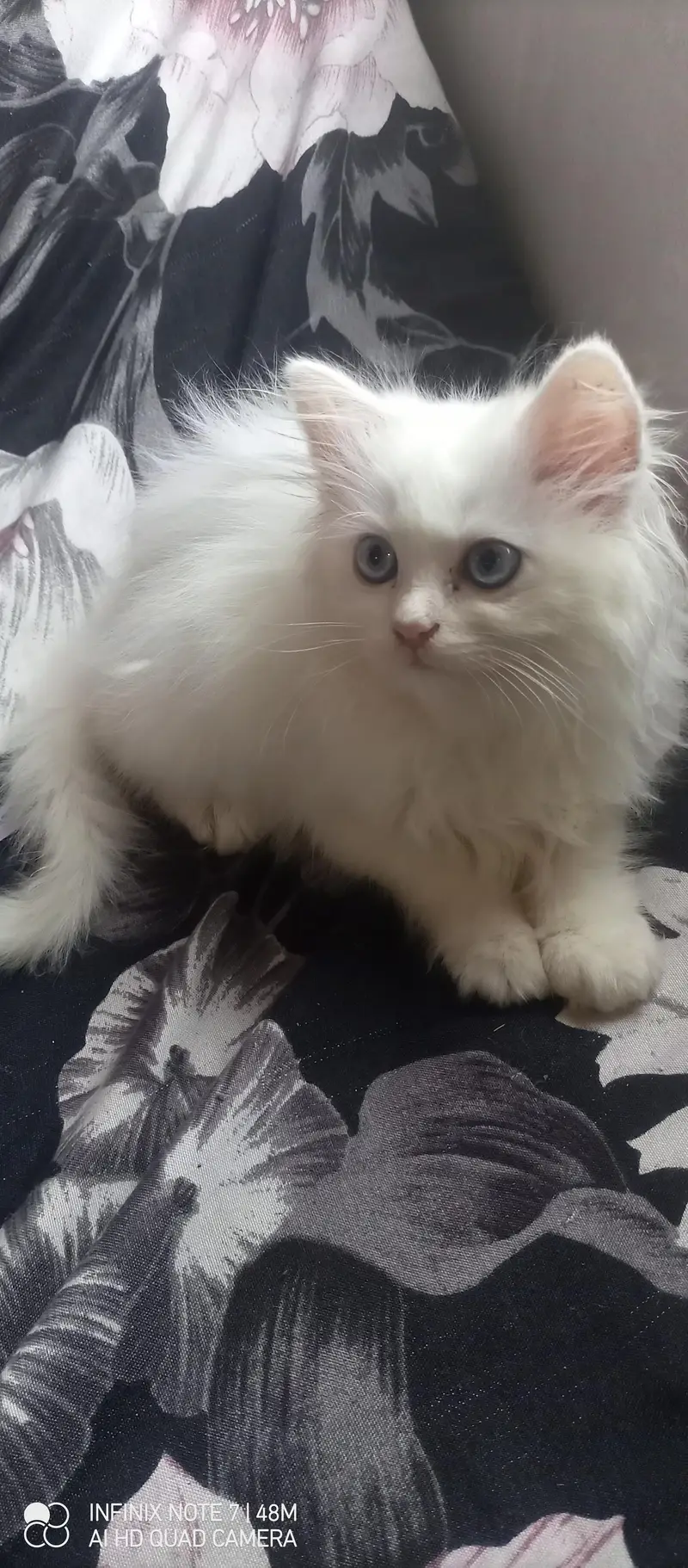 Kittens — photo 5