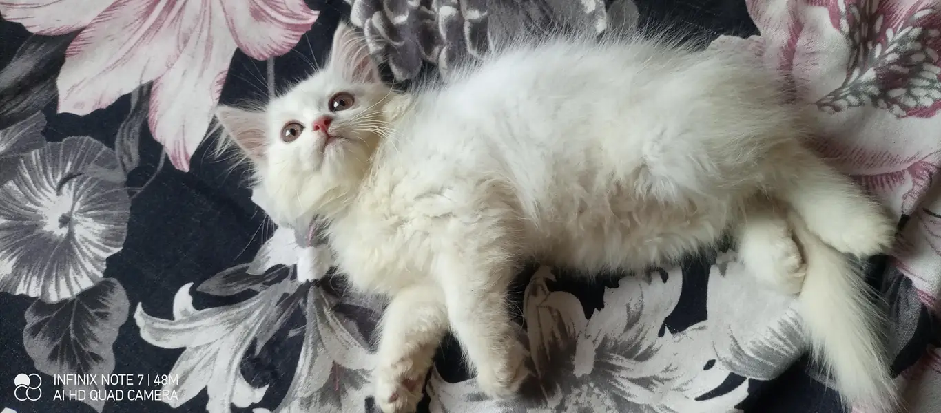 Kittens — photo 6