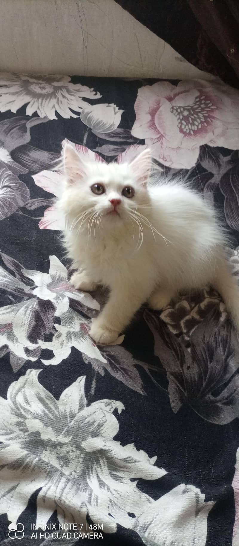 Kittens 6