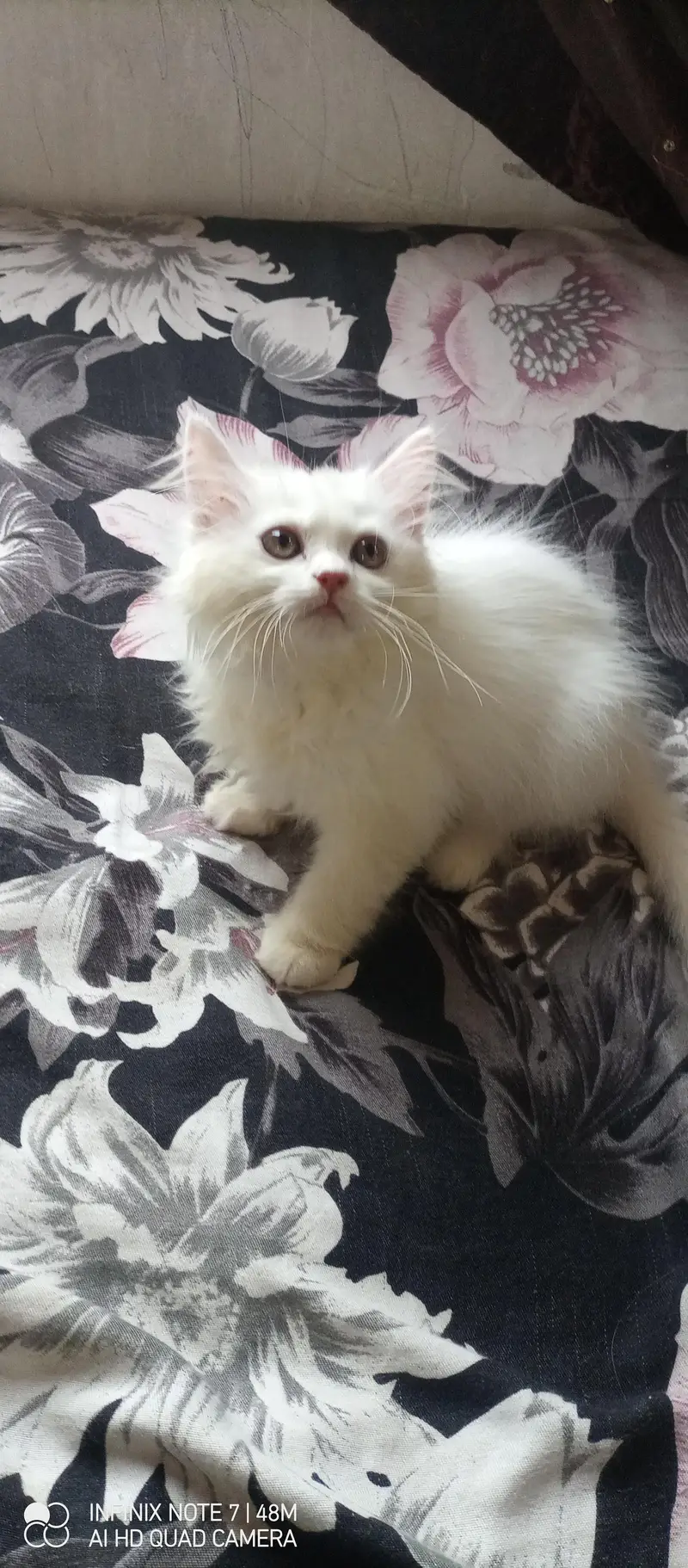 Kittens — photo 7