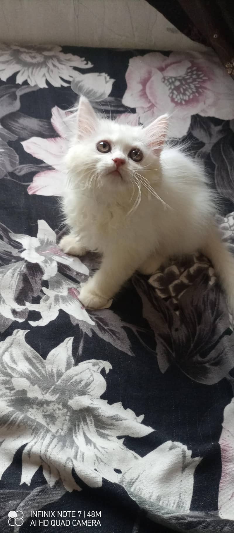 Kittens 7
