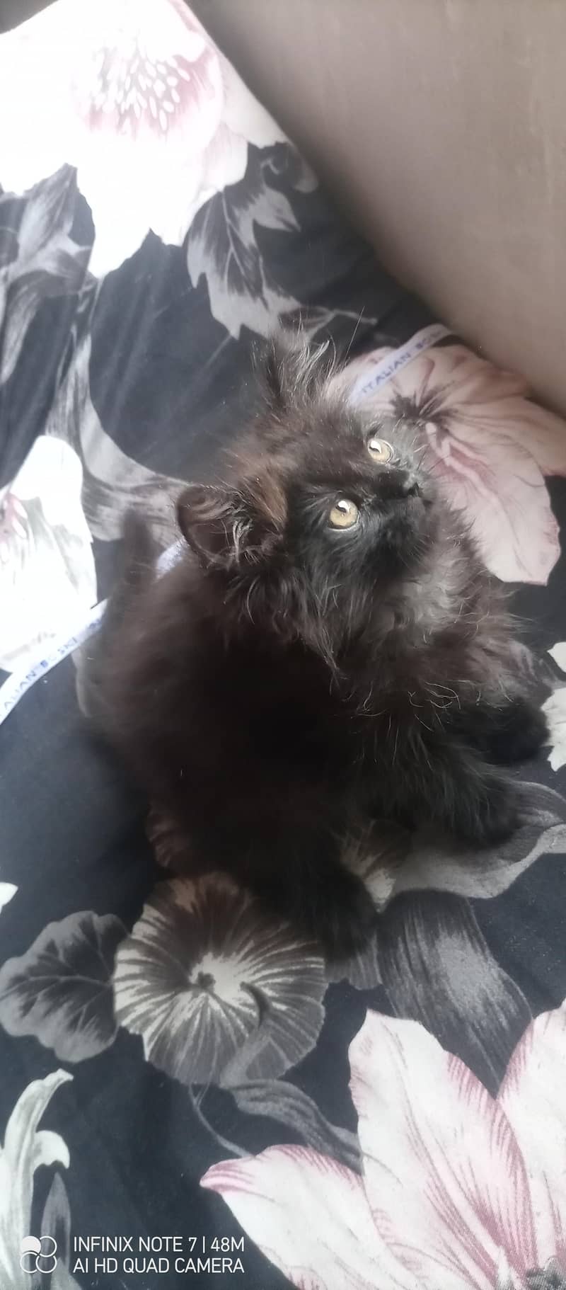Kittens 8