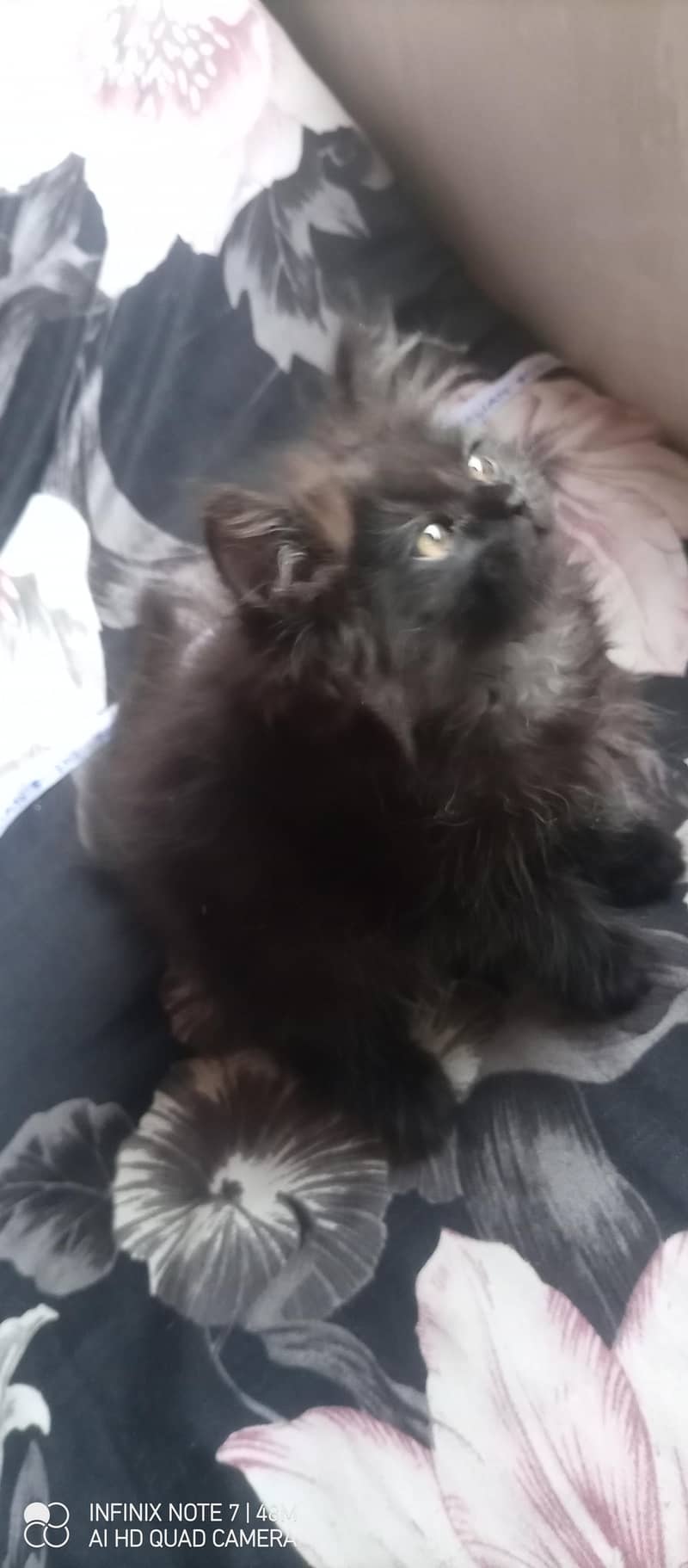 Kittens 9