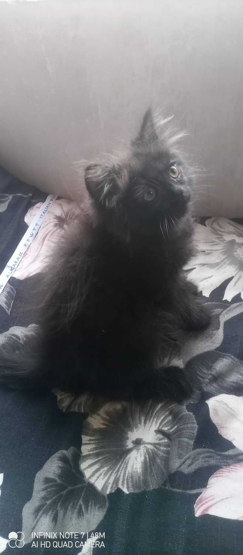 Kittens 10