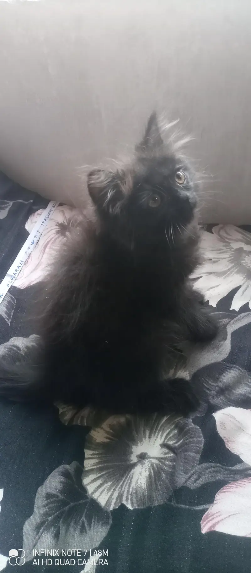 Kittens — photo 11