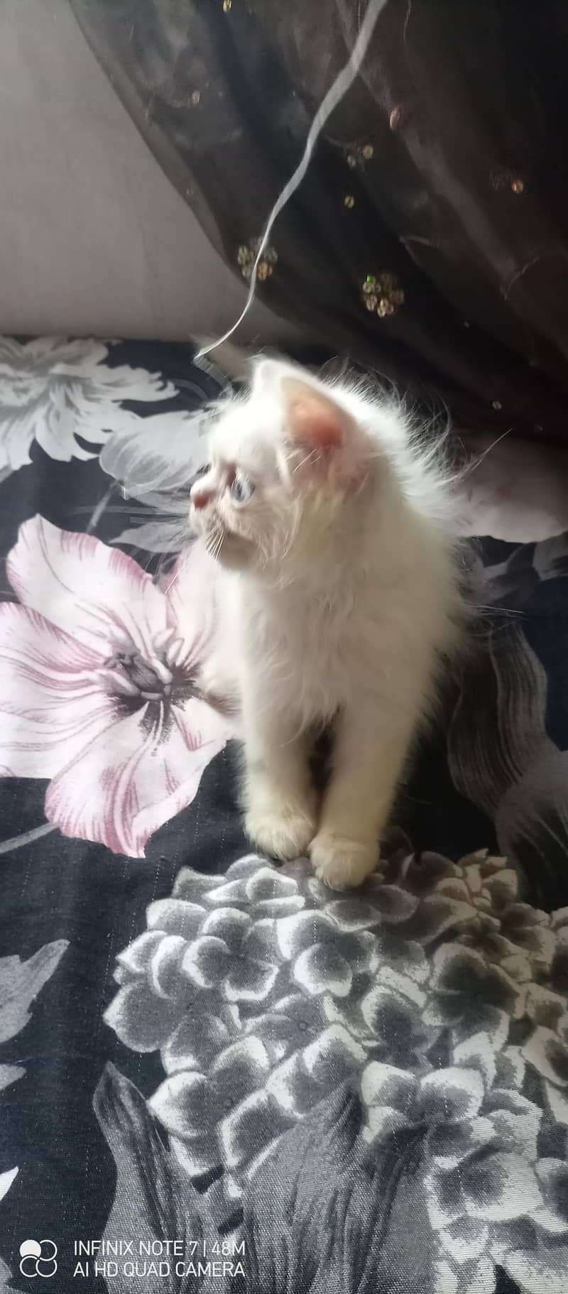 Kittens 11