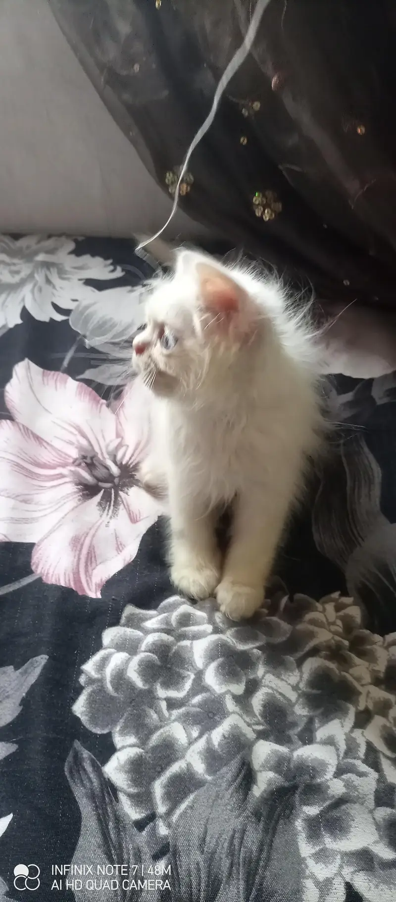 Kittens — photo 12