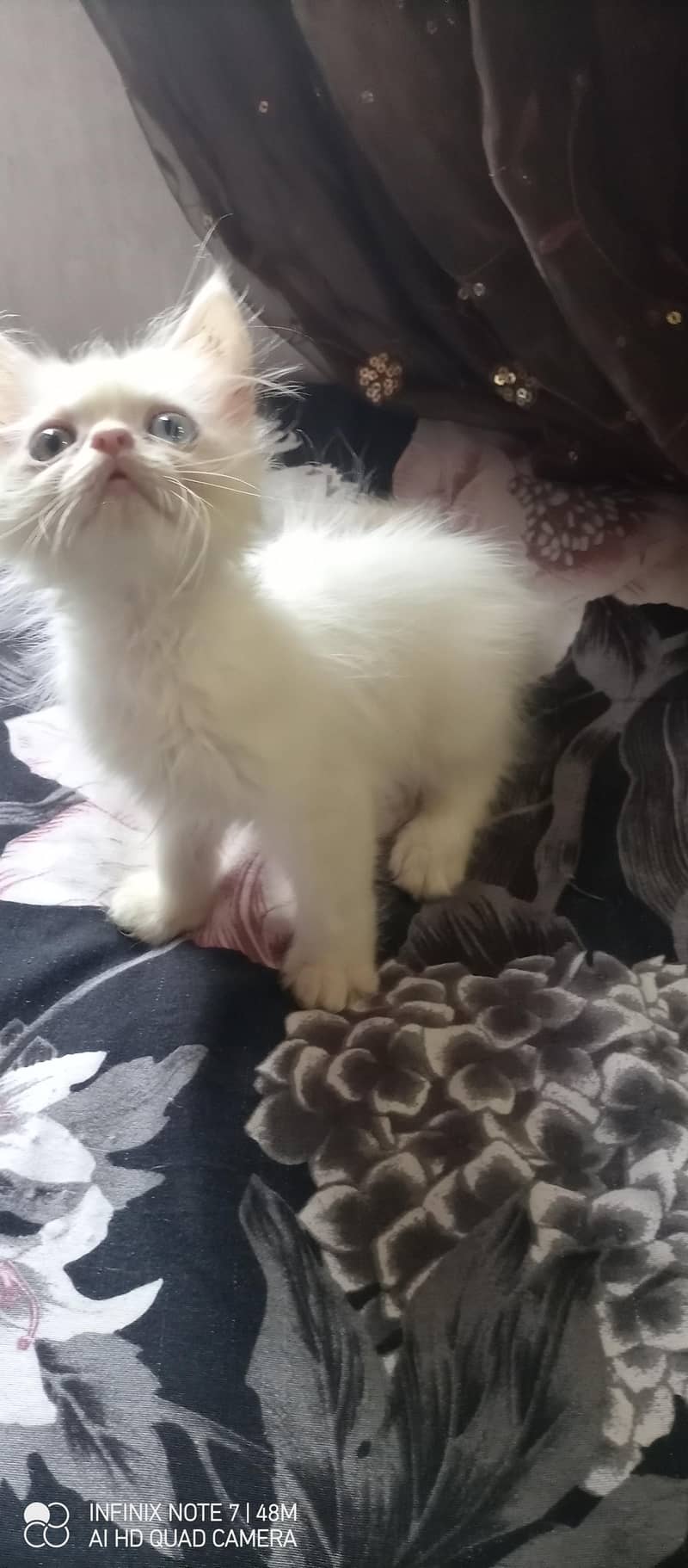 Kittens 12