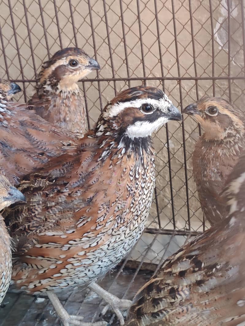 Bobwhite quail 0