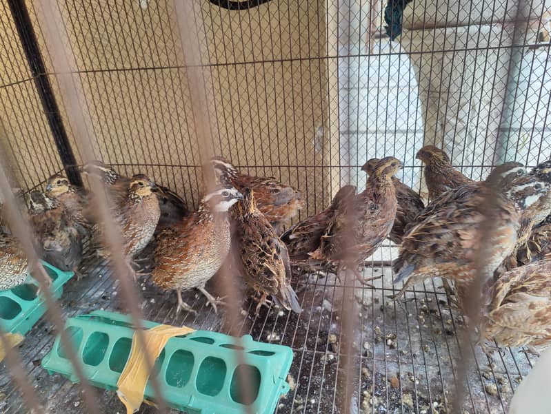 Bobwhite quail 1