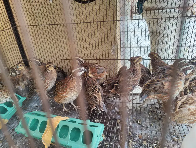Bobwhite quail — photo 2