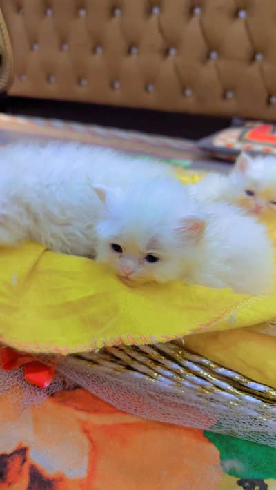 Persian Kittens for Sale