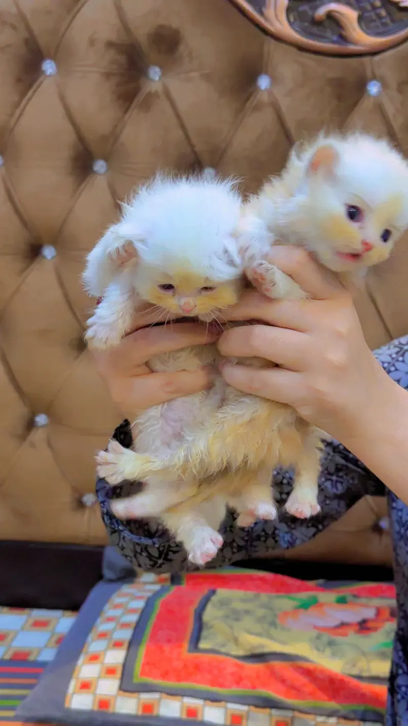 Persian Kittens for Sale — photo 2