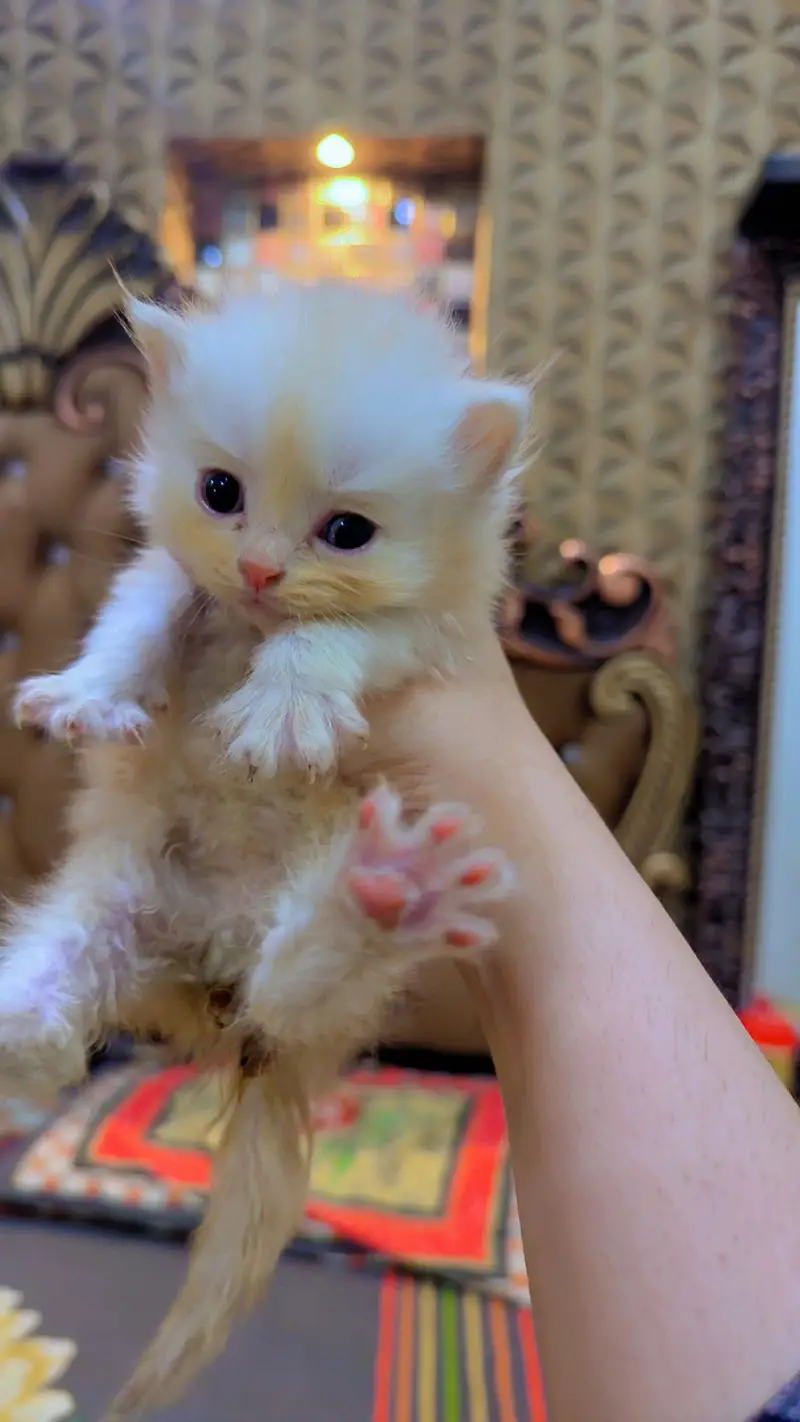 Persian Kittens for Sale — photo 3