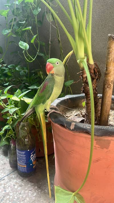 Alexander Raw female