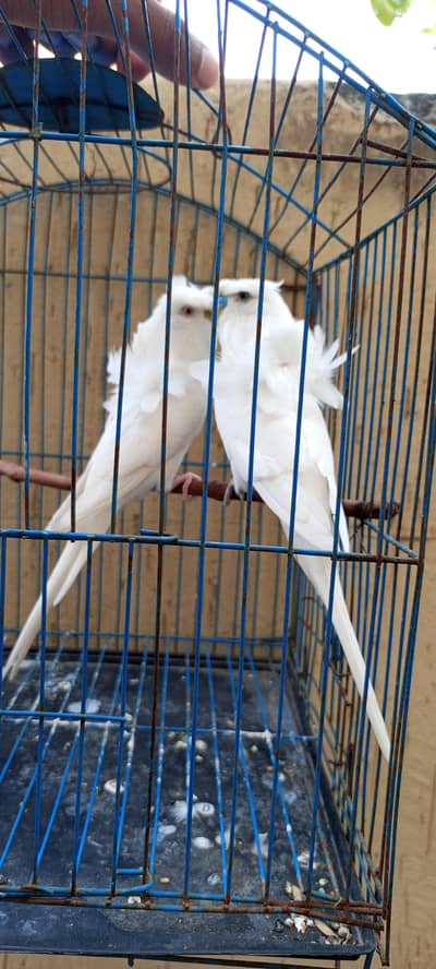 Hogoromo budgies parrot