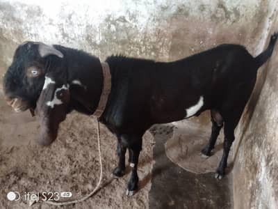 beetal bakra for sale