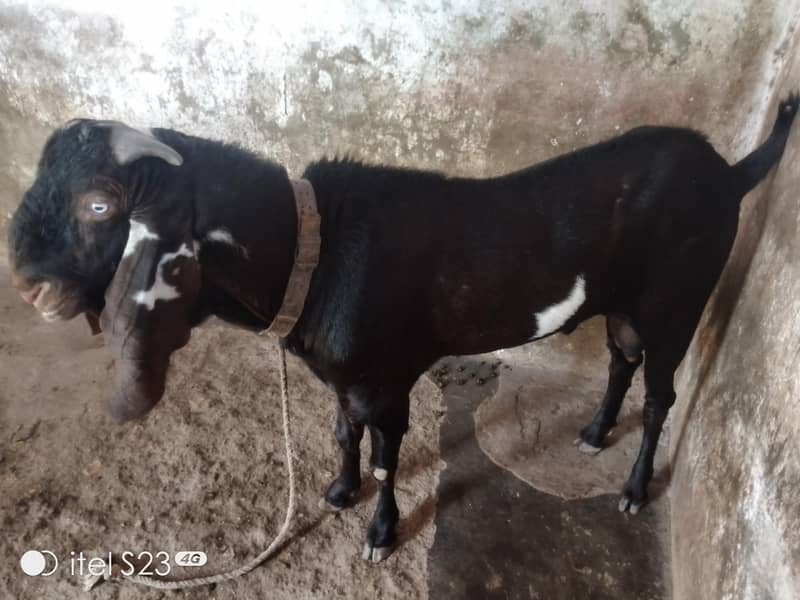 beetal bakra for sale - Goats - 1120448503