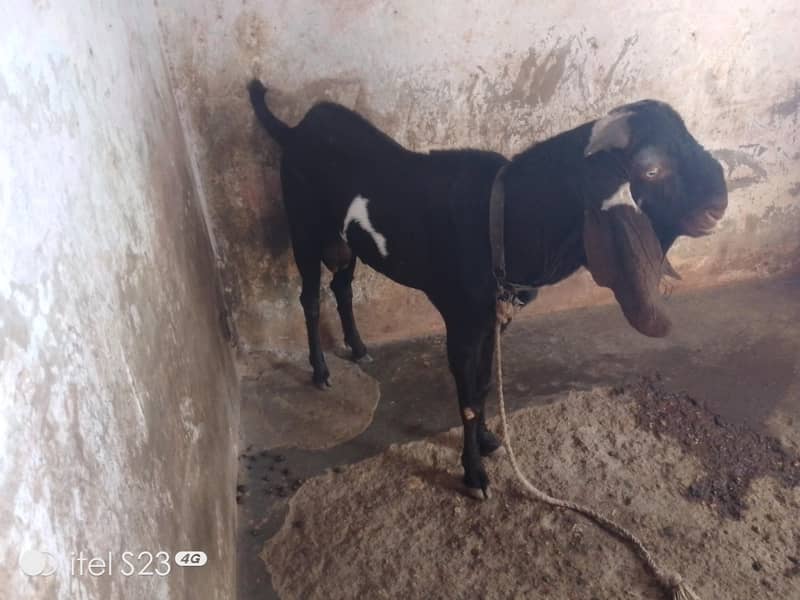 beetal bakra for sale - Goats - 1120448503