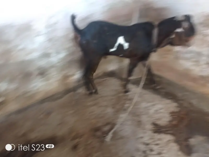 beetal bakra for sale — photo 3