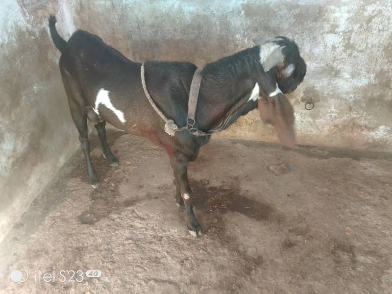 beetal bakra for sale - Goats - 1120448503