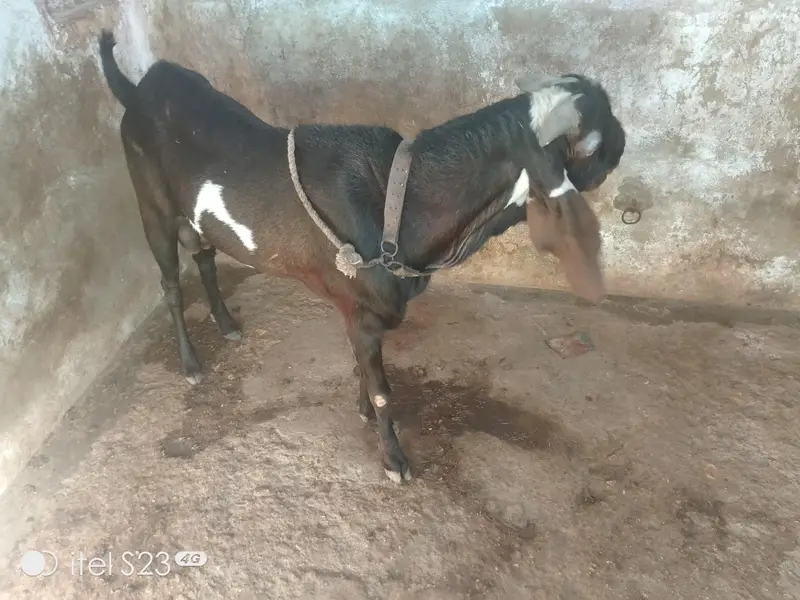 beetal bakra for sale — photo 4