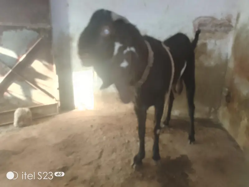 beetal bakra for sale — photo 5