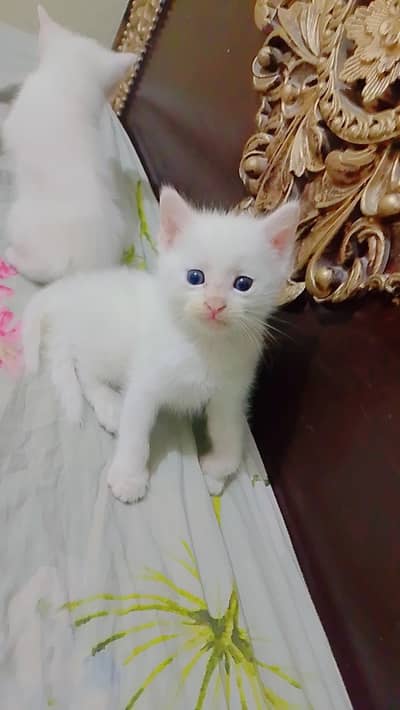 Persian Cute Kittens