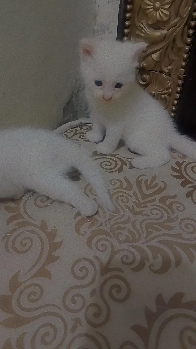 Persian Cute Kittens — photo 2