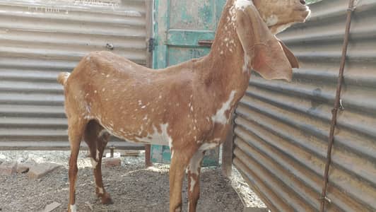 Makhi cheni 1.5 kg milk