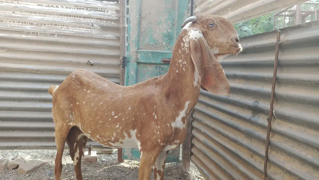 Makhi cheni 1.5 kg milk — photo 2