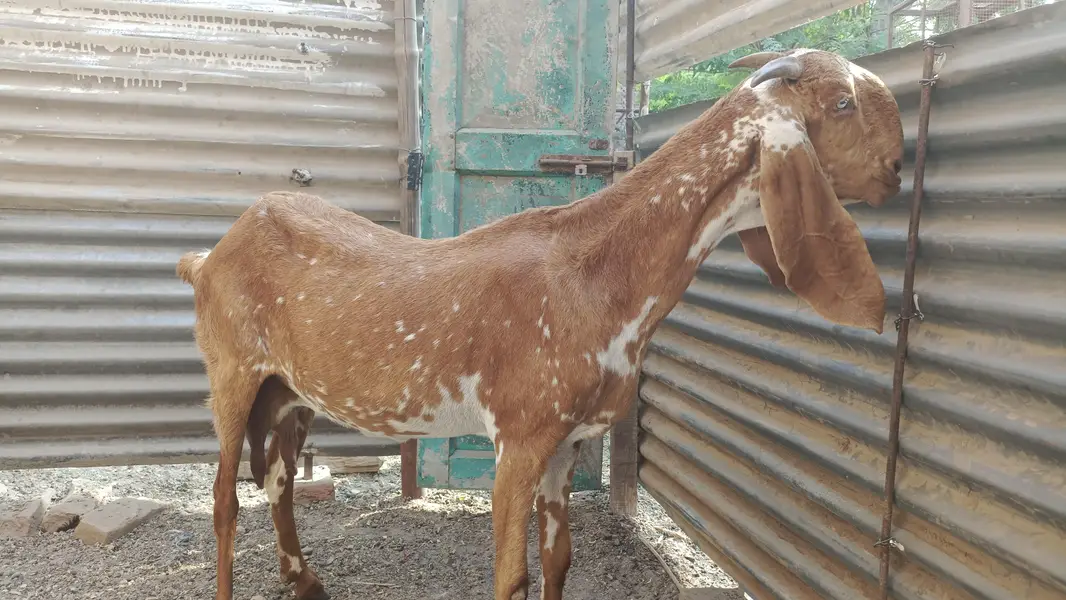 Makhi cheni 1.5 kg milk — photo 3