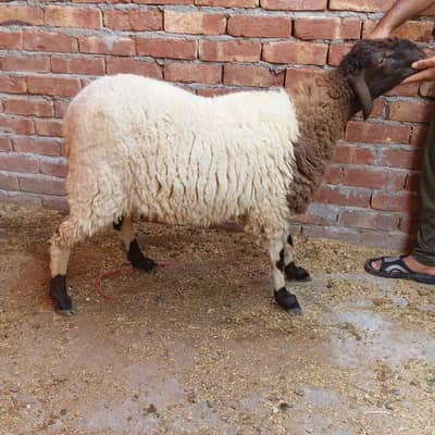 qurbani k chatry