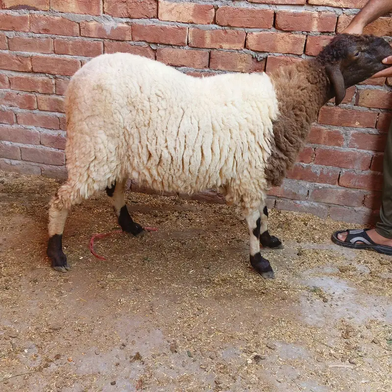 qurbani k chatry — photo 2