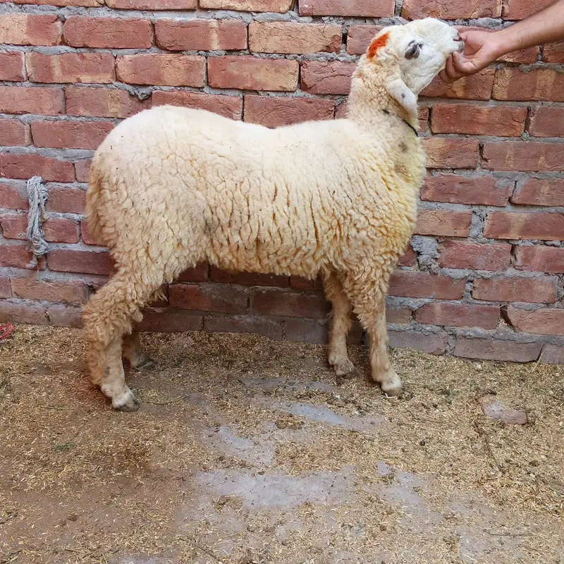 qurbani k chatry — photo 3