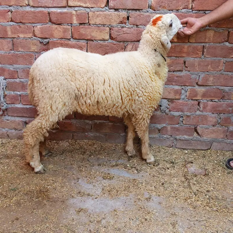 qurbani k chatry — photo 4