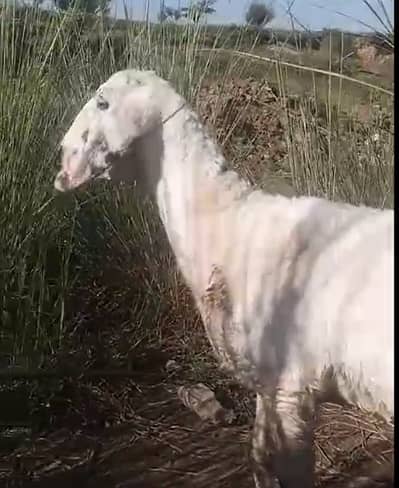 Healthy 1 Year Dumba for Sale – Heavy Weight | Only Rs. 40,000