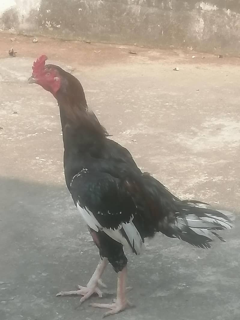 aseel morga 0
