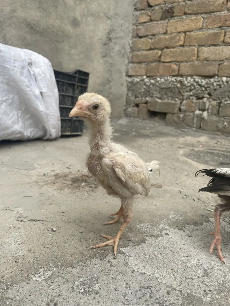 1.5 month aseel for 1000 and 4month aseel for 2500 — photo 4