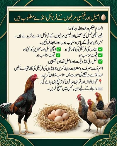 Aseel ya fancy hens k fertile eggs chahiye price munasib ho