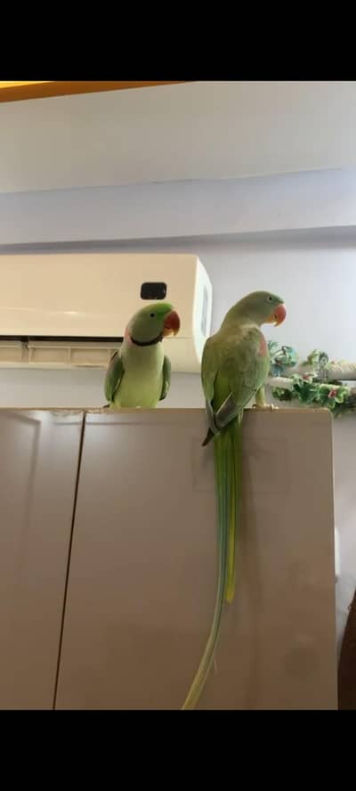 Fully handtamed zero bite Raw parrot for sale
